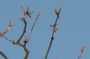 Baja05 - 087 * Verdin perched on a cactus